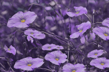 Purple flowers on blurry violet background. Floral background. Purple wildflowers in the grass.Nature.