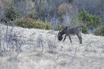 Abruzzo, donkey