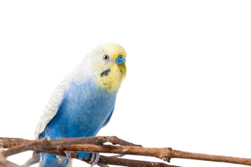 Blue Budgerigar   isolated on white background