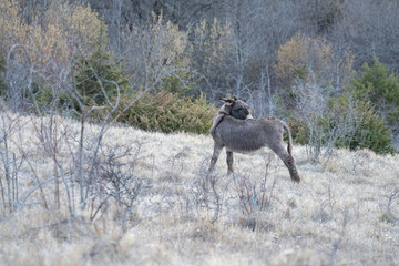 Naklejka premium Abruzzo, donkey