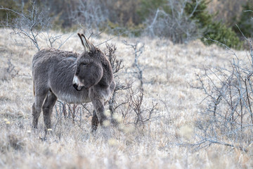 Abruzzo, donkey