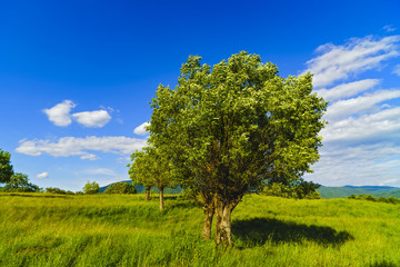 Fototapeta na wymiar Idyllic landscape with trees and grass on a mountain