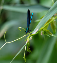 Geb&auml;nderte Prachtlibelle