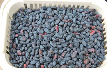 Honeysuckle ripe blue in the basket