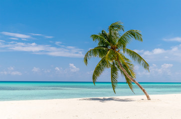 View of tropical beach with palms - 162490629