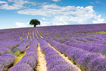 Plakat Amazing lavender field with a tree