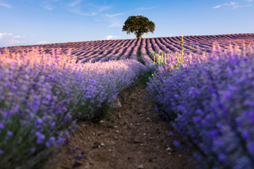 Amazing lavender field with a tree