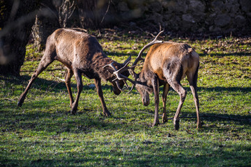 Abruzzo, deer jousting
