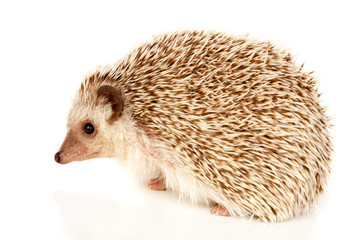 Nice pet. Brown hedgehog