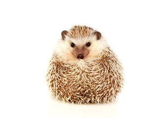Nice pet. Brown hedgehog