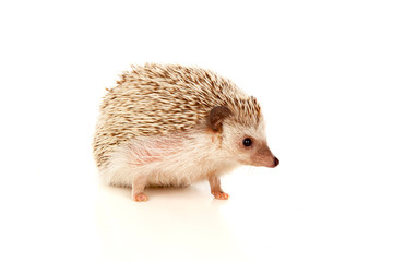 Nice pet. Brown hedgehog