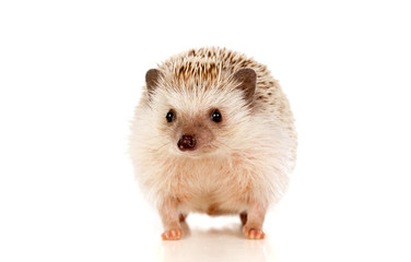 Nice pet. Brown hedgehog