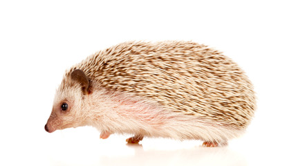 Nice pet. Brown hedgehog