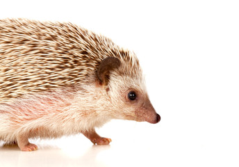 Nice pet. Brown hedgehog