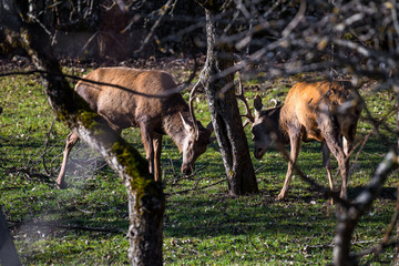 Abruzzo, deer jousting