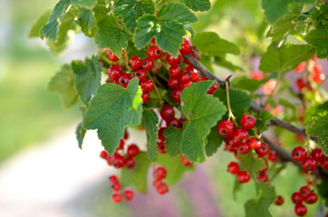 Red currant © Bydlinska