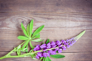 beautiful lupine flowers on wooden background