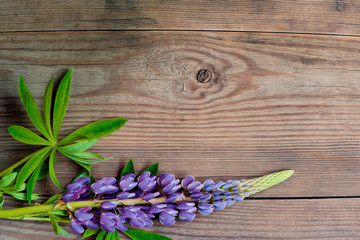 beautiful lupine flowers on wooden background