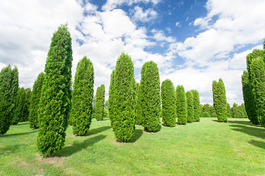 Many thuja columna trees in summertime formal garden. Latvia.