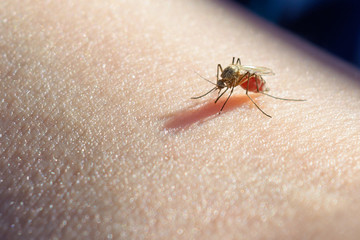 Mosquito sucked blood on human skin