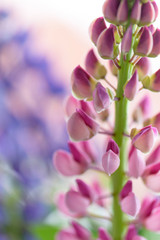 lupines beautiful flowers on a blurred boreh background