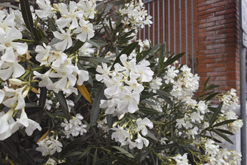 detailof white oleander