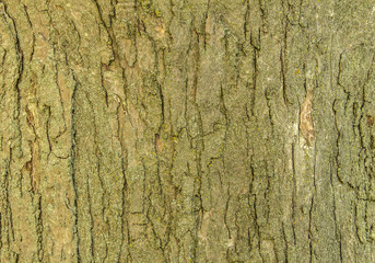 Tree Bark Texture