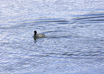 detail of Eurasian coot on the lake