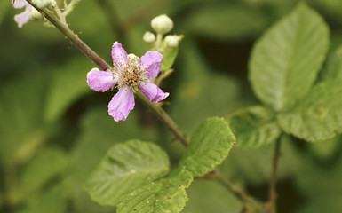 detail of blackberry flower
