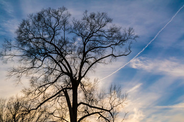 A tree with bare branches on the background of the cloudy sky with contrail