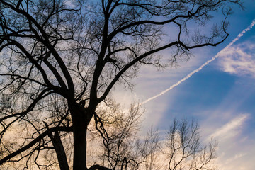 Bare branches of the autumn tree on the background of the cloudy sky with contrail