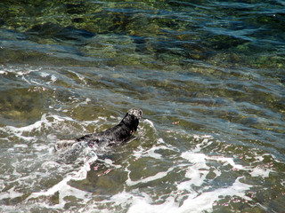 Fototapeta premium The dog is cooled in the sea