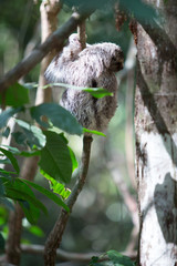 Sloth in Quepos, Costa Rica