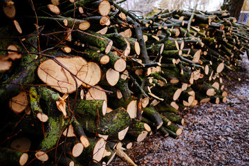 Pile of chopped fire wood prepared for winter