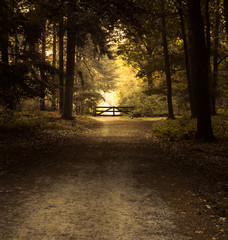 Obraz premium soothing landscape of path in the forest with litttle wooden gate in sunset