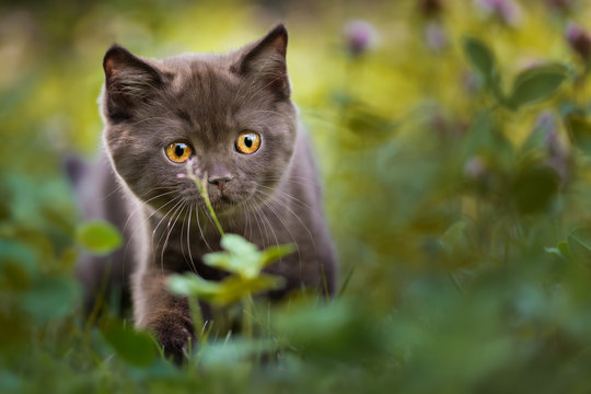 Edel- bildschöner kleiner BKH Kater Kitten auf einer Wiese im Klee