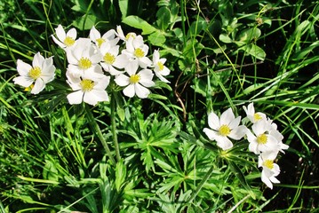 Berganemone, Buschwindr&ouml;schen, Bergh&auml;hnlein