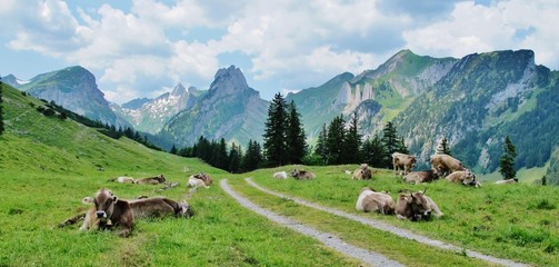 Fototapeta na wymiar Kühe auf der Alp, Alpstein, Ostschweiz