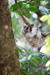 Sloth in Quepos, Costa Rica