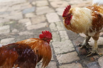 conflict of two cock