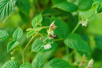 one small bee pollination flower on a raspberry cane