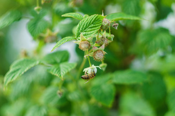 one small bee pollination flower on a raspberry cane