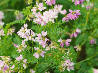 one bumblebee pollination flower