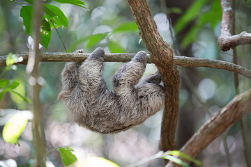 Sloth in Quepos, Costa Rica