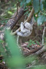 Sloth in Quepos, Costa Rica