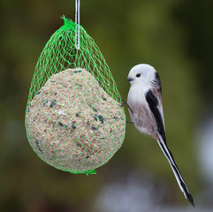  Long tailed tit (Aegithalos caudatus).