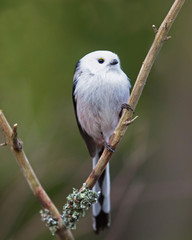  Long tailed tit (Aegithalos caudatus).
