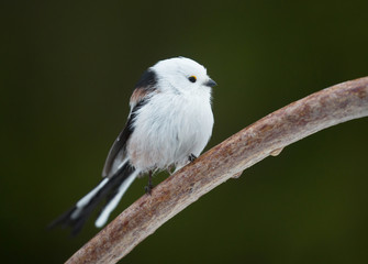  Long tailed tit