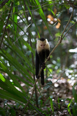 White faced capuchin monkey in Quepos, Costa Rica