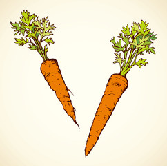 Carrot. Vector drawing